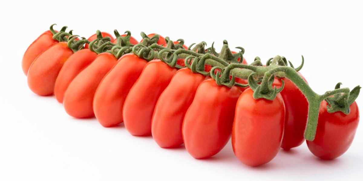 Bayer Crop Science lancia il datterino Macconyto 